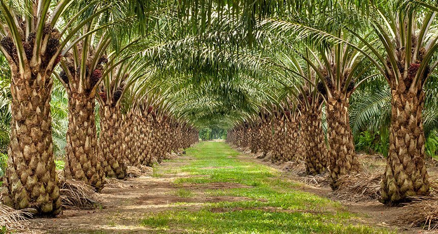 oil palm cultivation in SriLanka