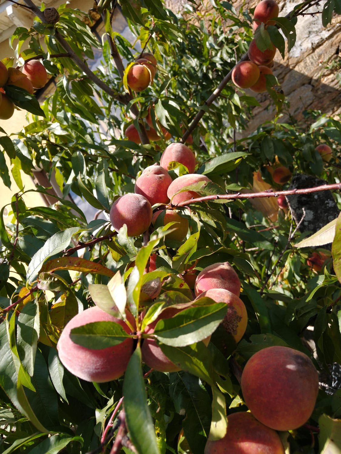 What would/do you do with millions of peaches? Looking for ideas, suggestions, recipes :-)