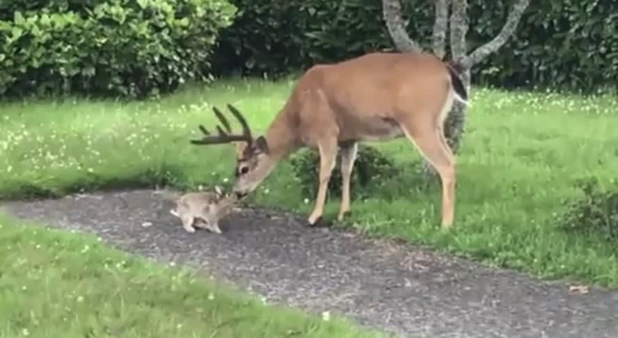 Grown up Bambi and Thumper hanging out 💖