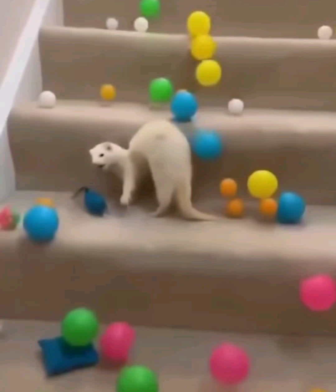 Surprising a deaf ermine with all her favourite balls