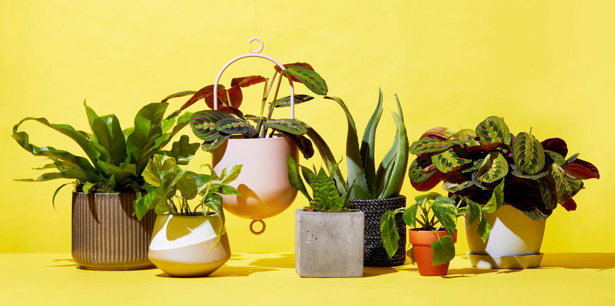 Where to Buy The Best (and Cheapest) Plants Online