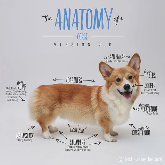 The Anatomy of a Corgi (Version 2.0) | Corgi, Pembroke welsh corgi, Corgi dog