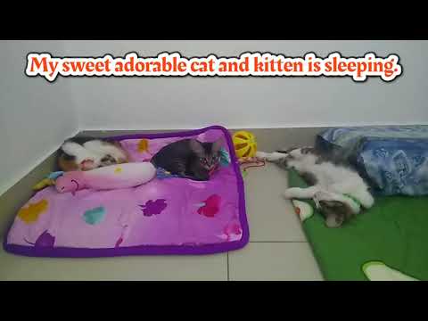My adorable cat and kittens slept so peaceful