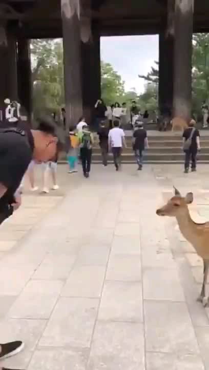 A deer of culture.