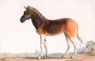 The extinct species of The Cape with an extra addition: the Blue Buck (Hippotragus leucophaeus), the Cape Lion (Panthera leo melanochaita), the Quagga (Equus quagga quagga) and the Lord Morton's mare which an offspring of the a quagga stallion and an Arabian chestnut mare. Wiped out by settlement.