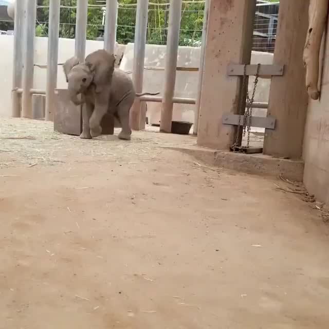 Dumbo