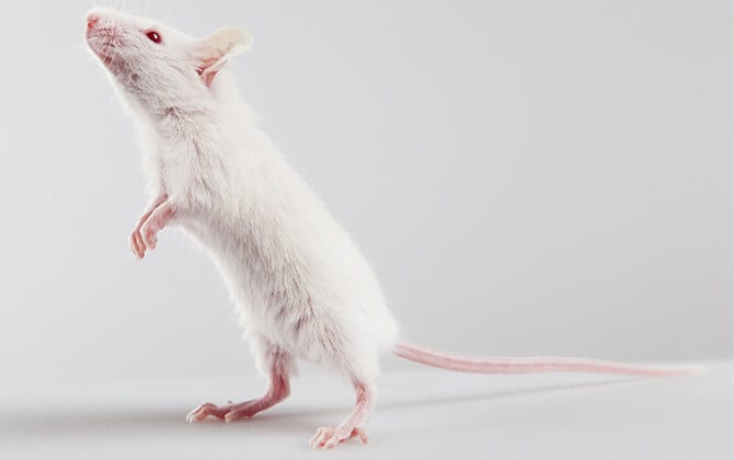 Mice: 7 Interesting Facts About Mice