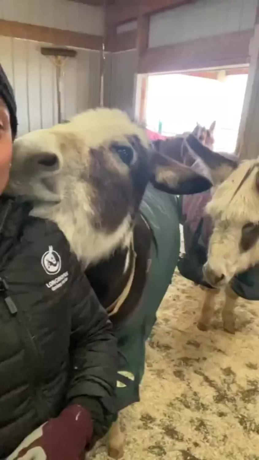 Donkey utterly adores their human.