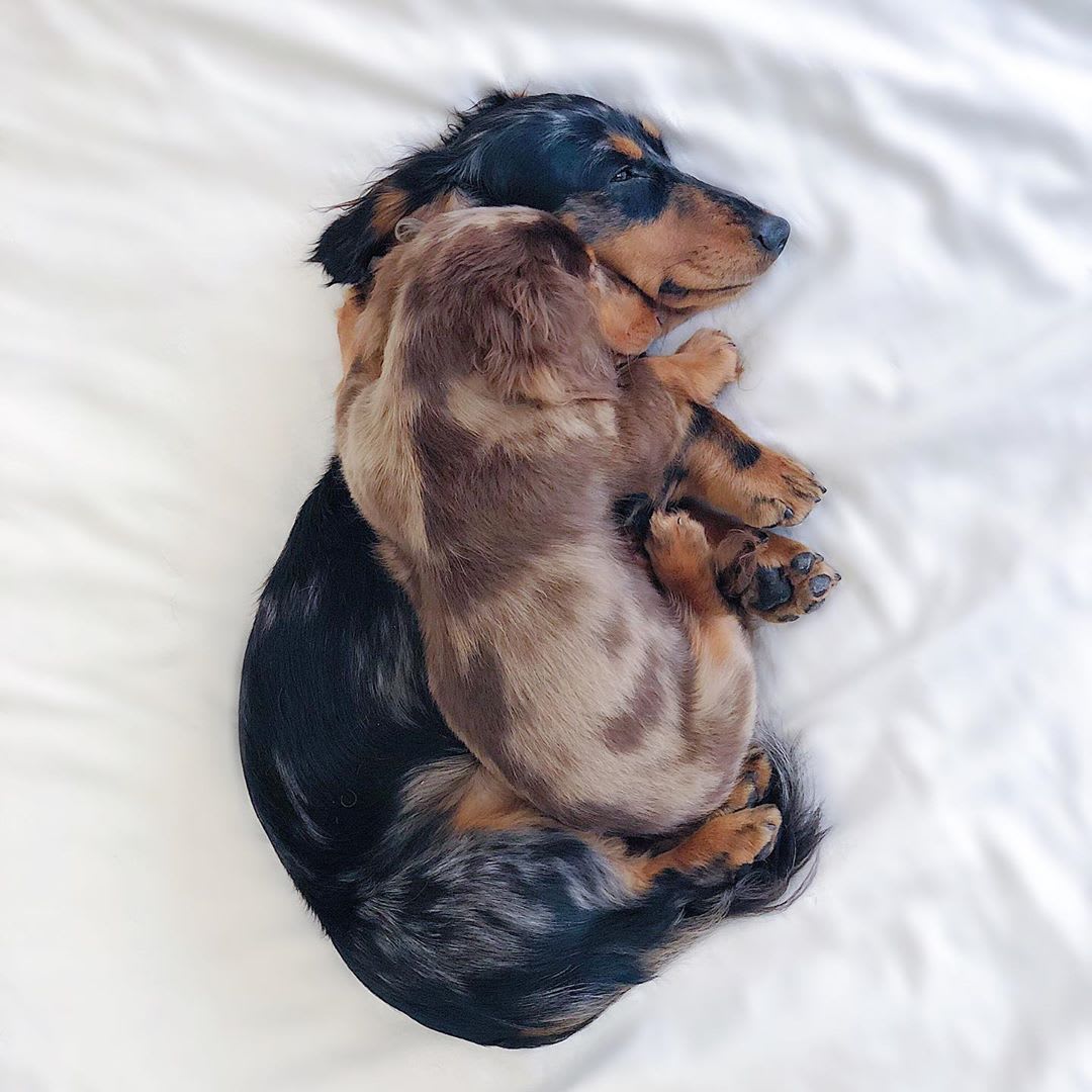 Pepperoni & Cabanossi on Instagram: “Throwback to when Cabanossi was only half the size and half the floof he is now 🥰.… | Daschund puppies, Dachshund dog, Puppies