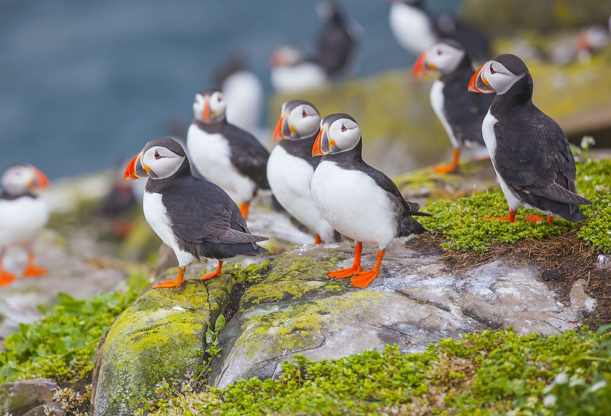 In England, puffins are finding new nesting grounds in the absence of tourists