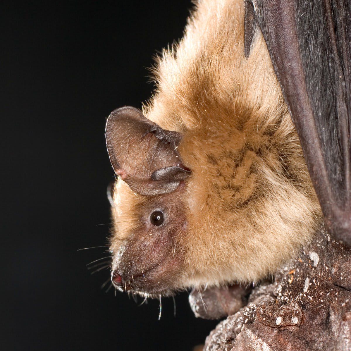 Researchers have finally found a weakness in "the Destroyer"—a fungus that's killed millions of bats since it emerged in '06. But can they exploit it? @bioGraphic on new breakthroughs in a fight that once seemed unwinnable: https://t.co/aonujkARdl. / 📷