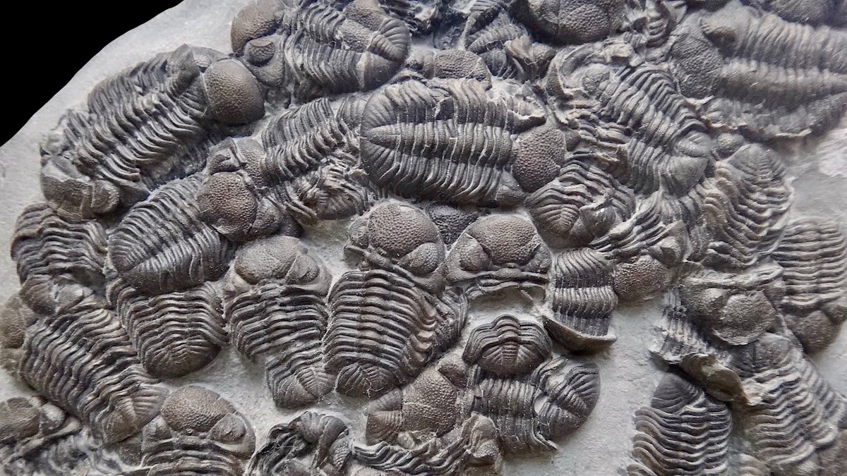 Welcome to #TrilobiteTuesday! Pictured are multiple examples of the trilobite Eldredgeops rana. These large-eyed Devonian trilobites have been unearthed in upstate New York and are less than 1 inch (2.54 centimeters) long.