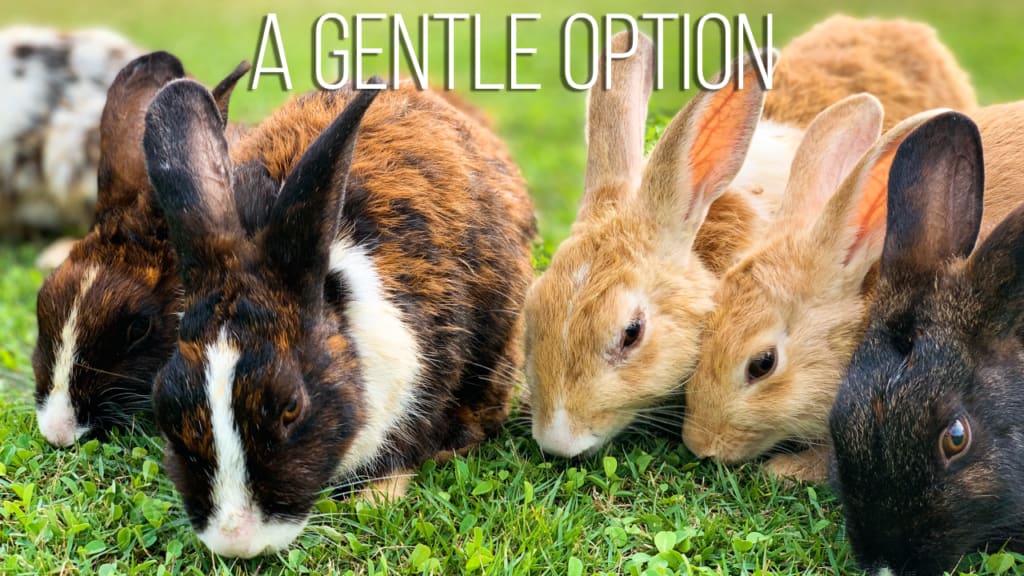 A Gentle Option: Rabbit Pets