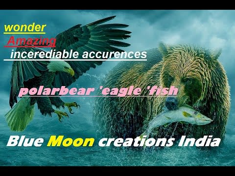 Blue Moon creations India' Polar bears eagle and fish