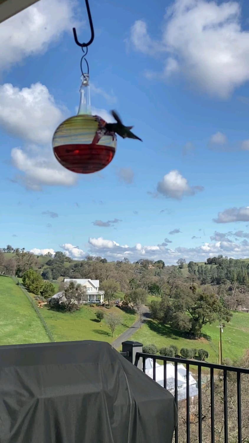 Look close, UFO flies across entire skyline in background while filming hummingbird in slo-mo