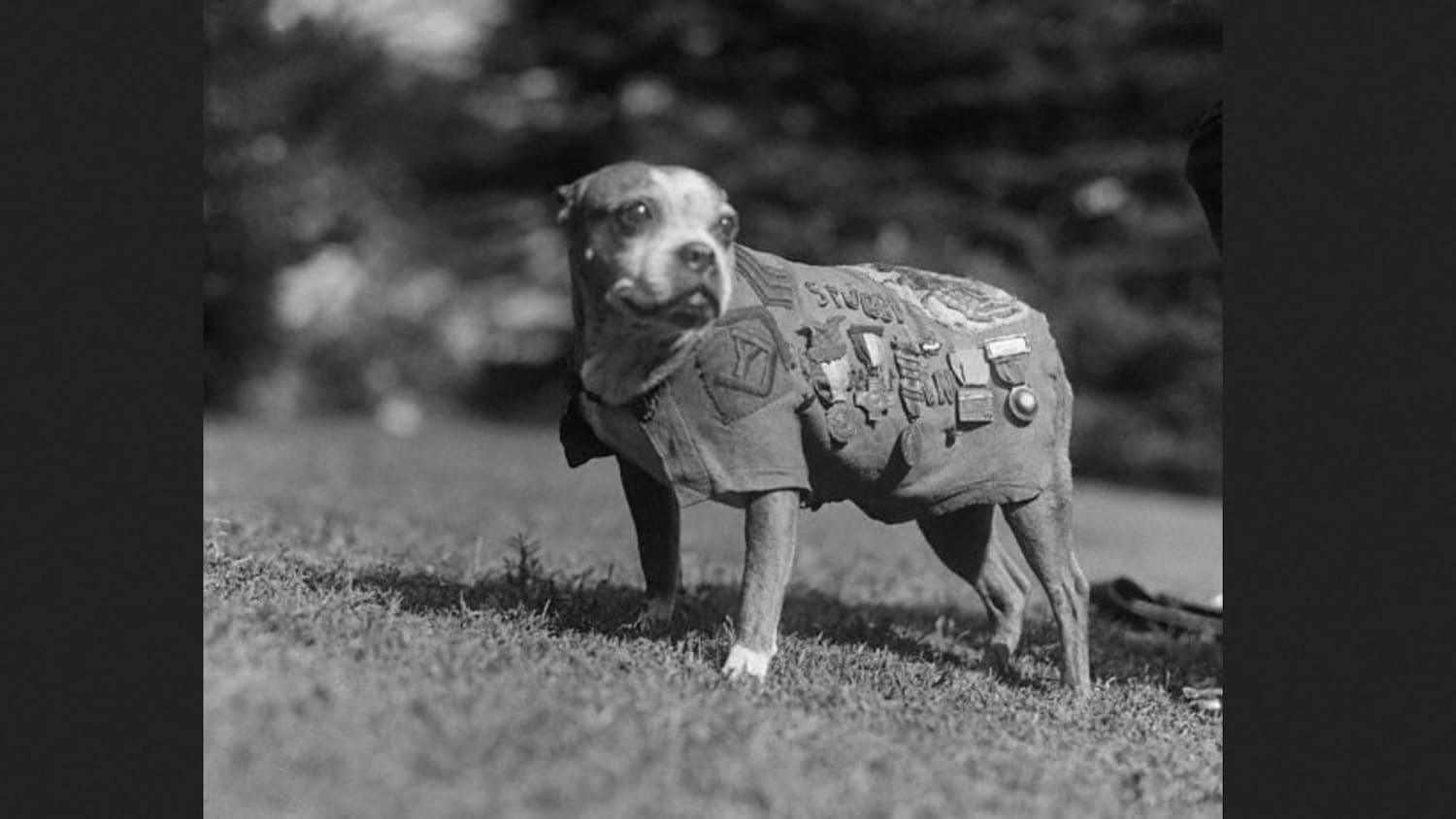 Sergeant Stubby: The Drool Sergeant of World War I