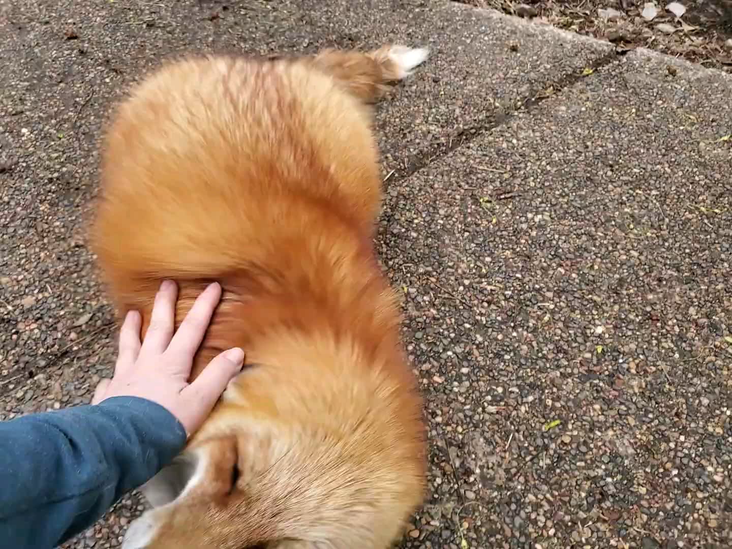 One fox a day keeps the sadness away