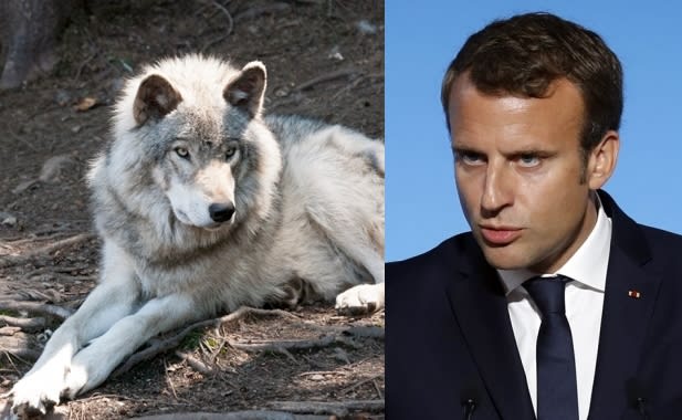 French President to announce wolf population would be culled each year