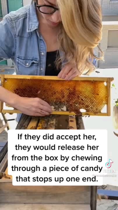 Professional beekeeper saves a colony of bees and gives them a new queen bee!