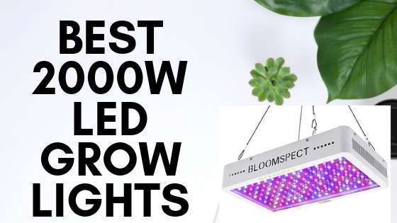 Most Popular 5 Best 2000w Led Grow Lights For Indoor plants
