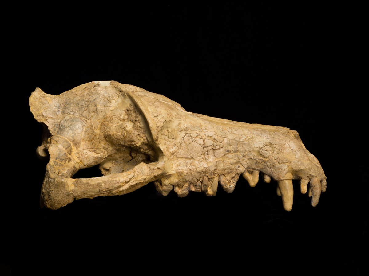 This skull—the only specimen ever found of the species—belongs to Andrewsarchus mongoliensis. It was discovered by Museum researchers in Mongolia in 1923. Andrewsarchus lived ~45 mil yrs ago & may have been one of the largest known meat-eating land mammals to exist.