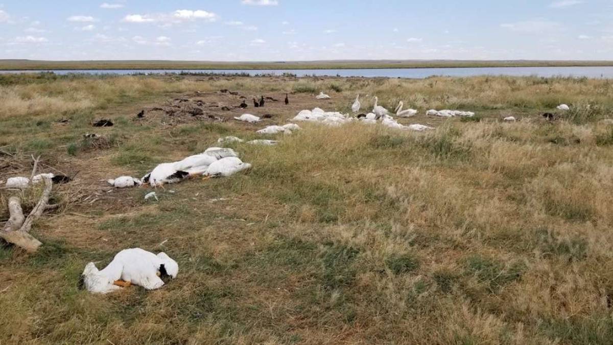 More Than 11,000 Birds Fall Dead From Montana Sky