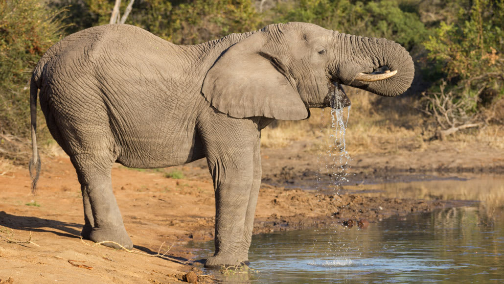 Newly recognized tricks help elephants suck up huge amounts of water