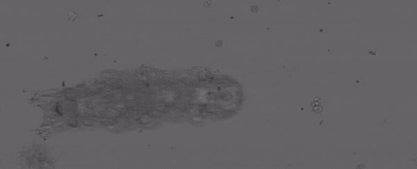 Just a little tardigrade going for a wander. Scientists have taken videos of these 'water bears' walking on different surfaces to work out why they walk at all. Read why: https://t.co/kaY9nYq5dl 📷: Nirody et al., PNAS, 2021