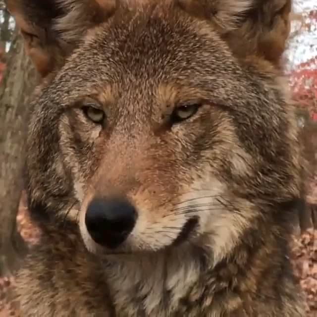 A red wolf. There currently less than 35 left in the wild in North Carolina. They are a critically endangered species.