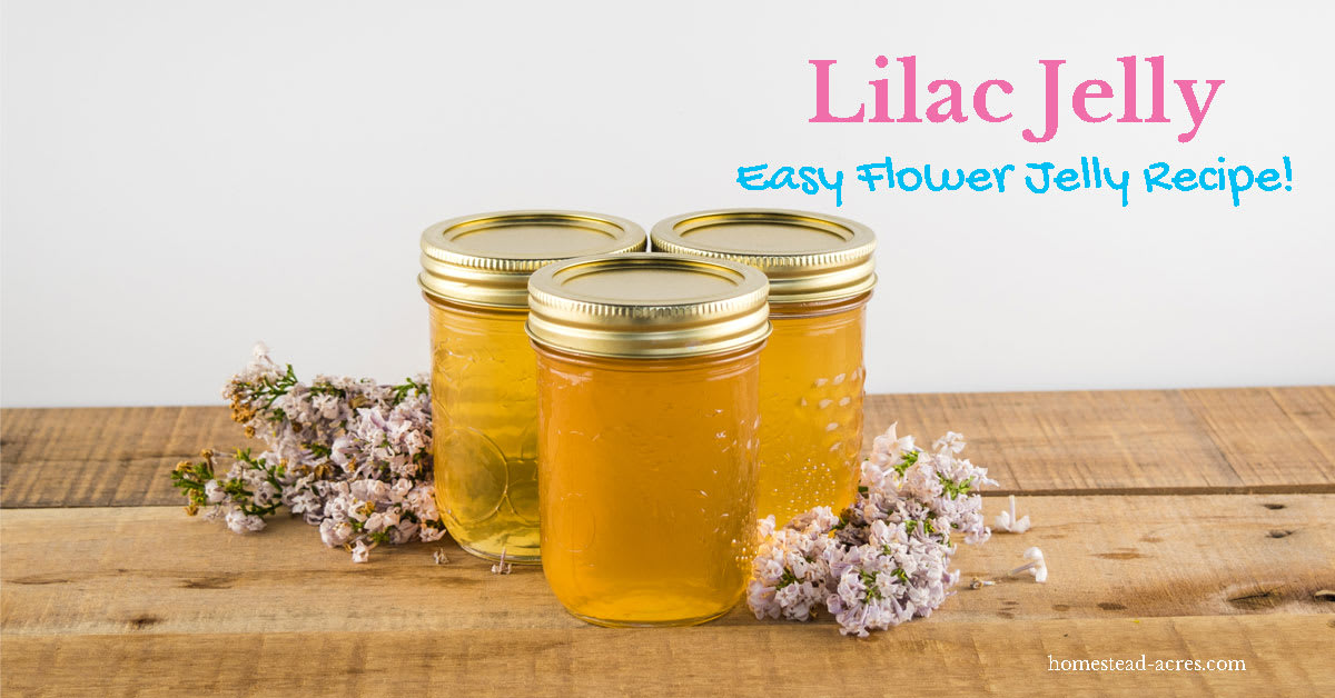 Lilac Jelly: How To Make Lilac Flower Jelly - Homestead Acres