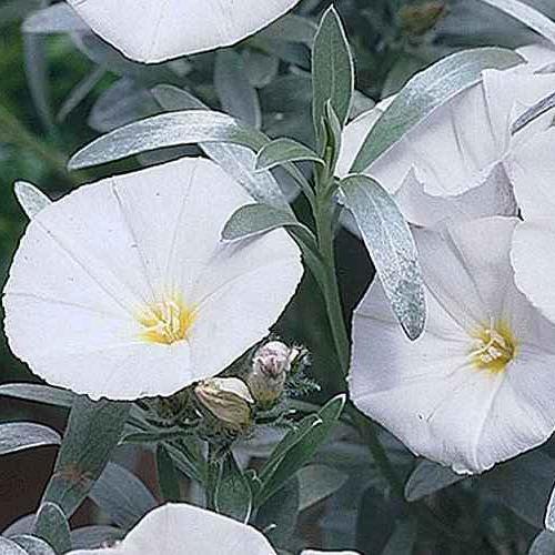 Silverbush Plant (Convolvulus cneorum) - Description & Uses