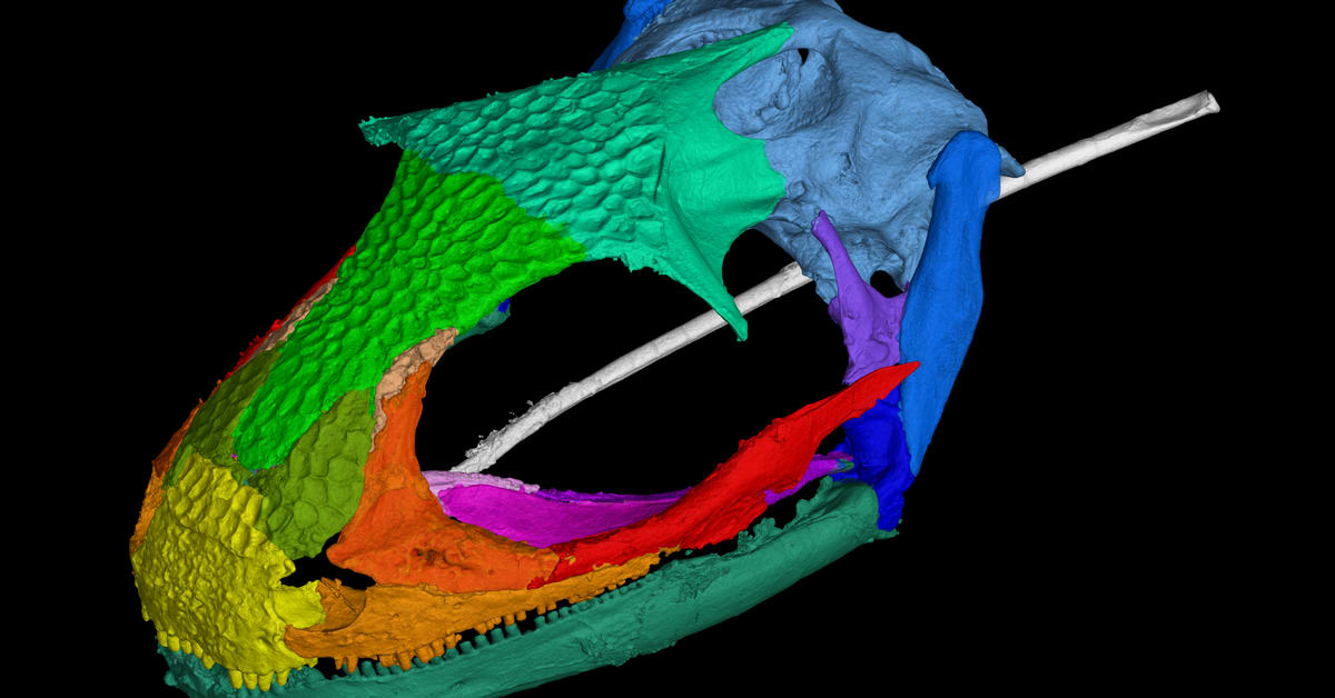 This weird Cretaceous amphibian has the oldest-recorded ballistic tongue