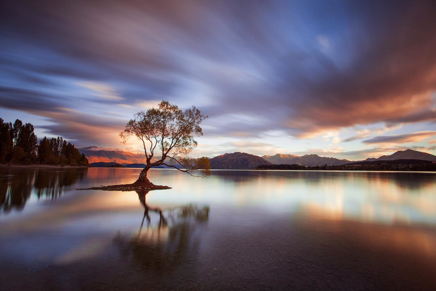 One Calm Tree, Wanaka New Zealand