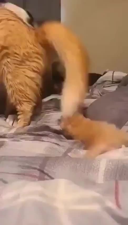 A cat mother introducing her puppy to a friendly dog.