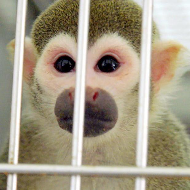 Retired FDA research monkeys start new life in Florida
