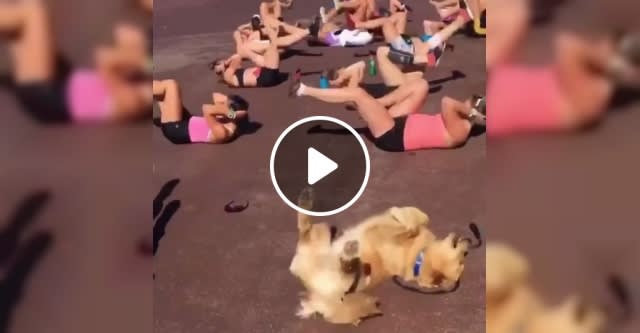 Golden Retriever Joins A Workout Class, LOL - video - pettopi.com - funny dog videos, funny pet videos, fitness, health