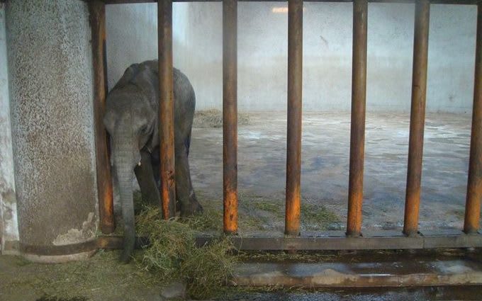 Ban on baby elephants being snatched from the wild for zoos, as UK persuades the EU to support vote