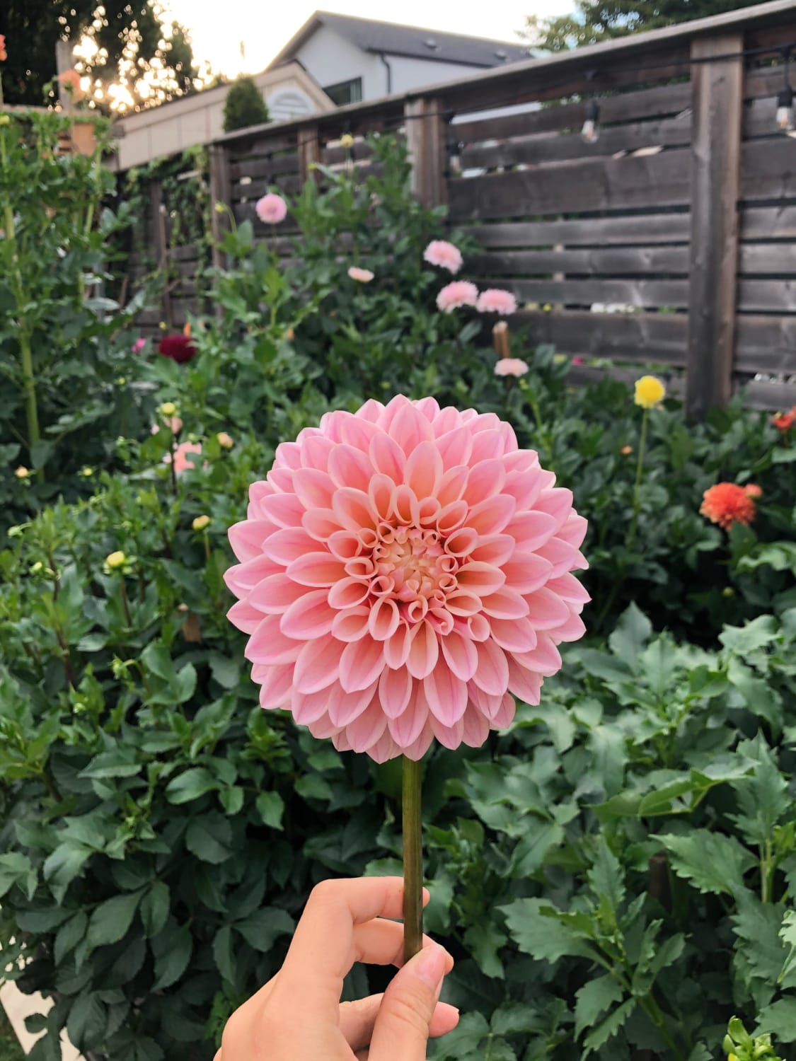 Pink perfection in my little dahlia patch