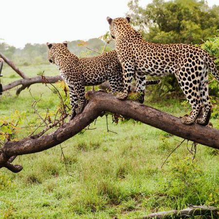 15 Things You Must Know Before Going on Safari in South Africa