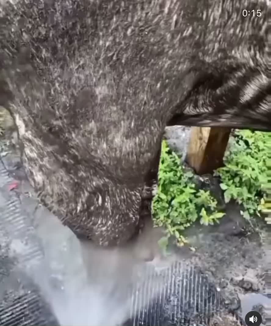 Bath time for horse