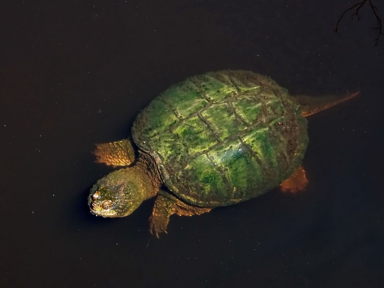 Common Snapping Turtle