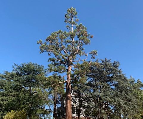 John Muir's Giant Sequoia