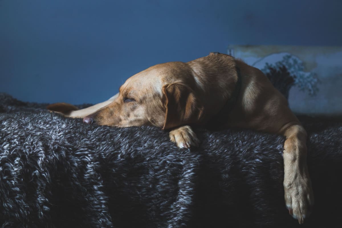 Top 10 Eco-Friendly Dog Beds (with Reviews)