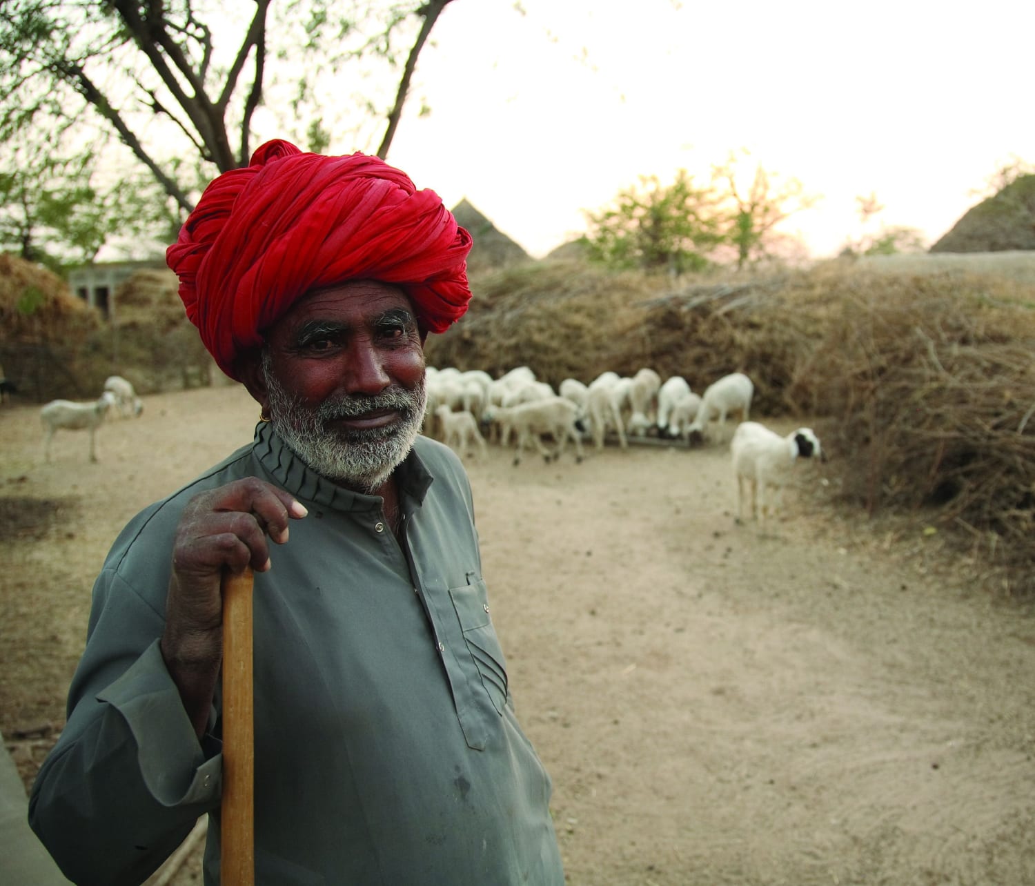 Shepherd in Rajasthan, India