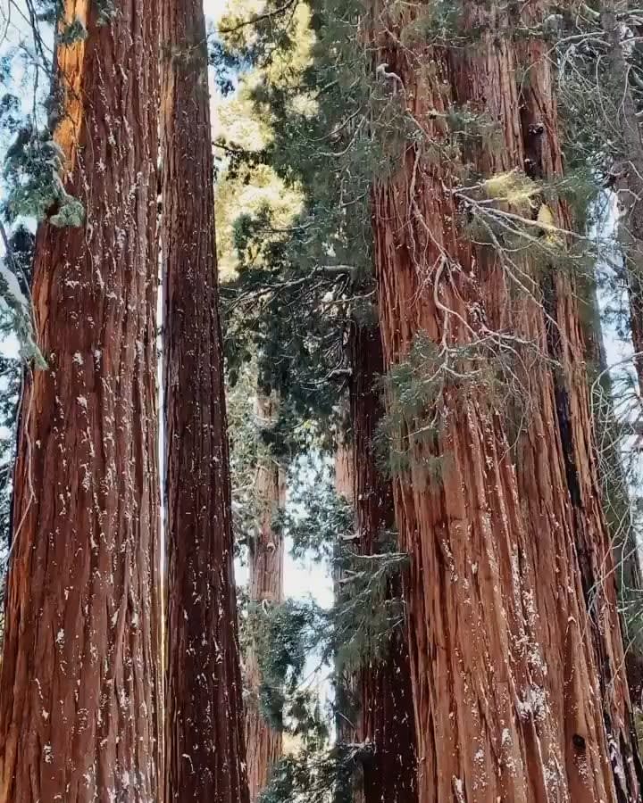 Giant Sequoias with human for scale.