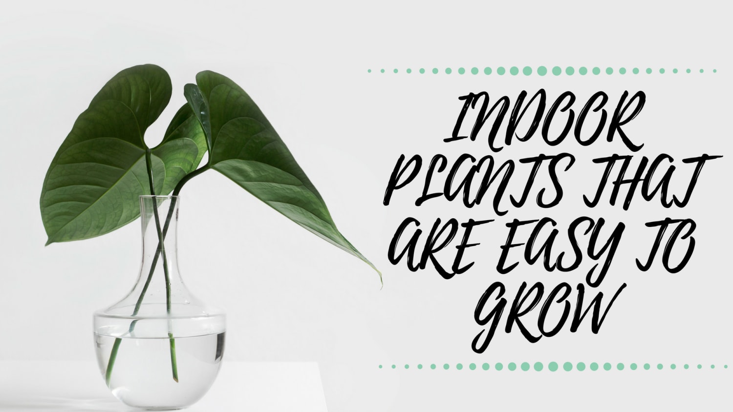 Indoor Plants That Are Easy To Grow * I fill life