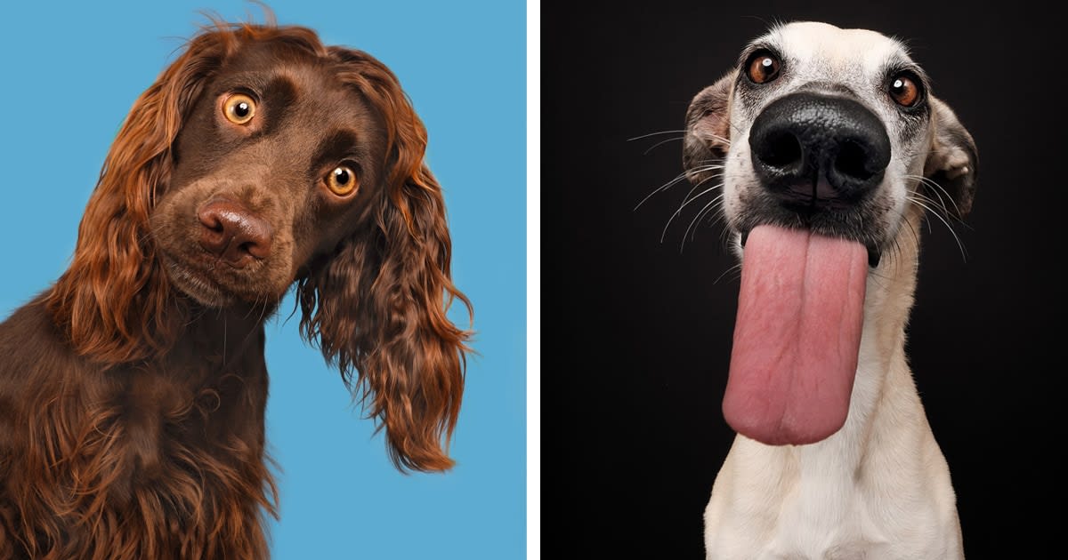 Expressive Pup Portraits Capture the Unique Personalities of Comical Canines