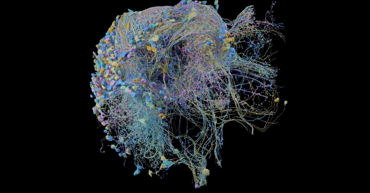 Google publishes largest ever high-resolution map of brain connectivity