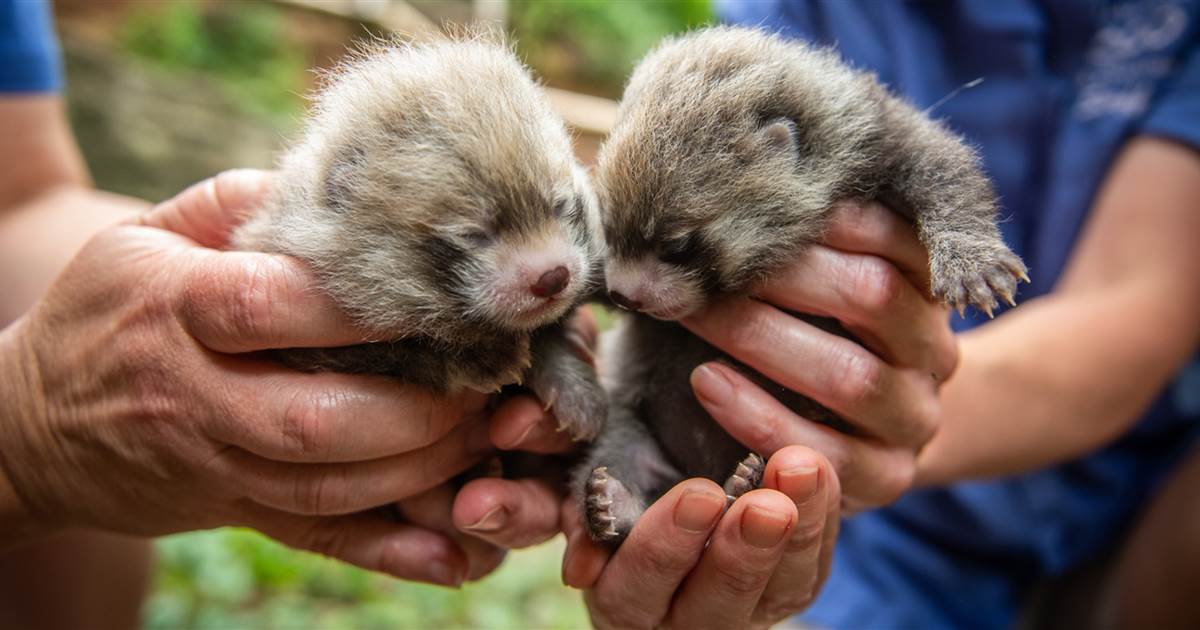 Baby boom! Columbus Zoo celebrates births of red panda cubs, giraffe calf and more