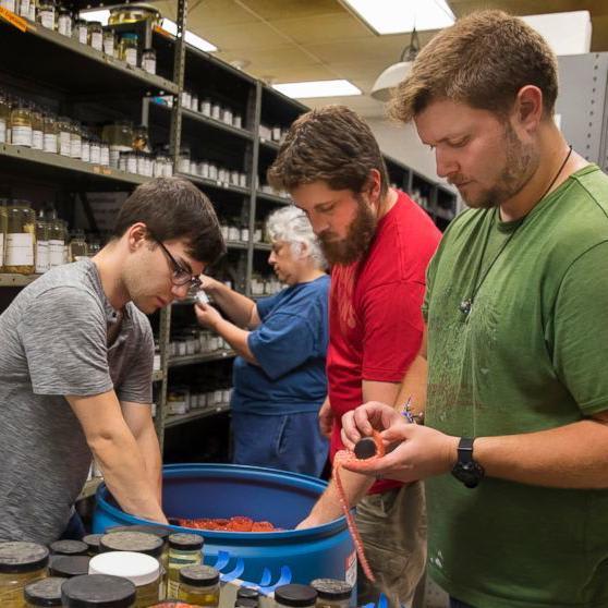 Louisiana university gives Smithsonian crustacean collection